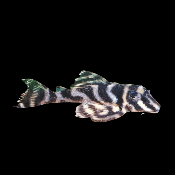 L270 Chocolate Zebra Pleco Hypancistrus Sp 4cm - Real Aquatics