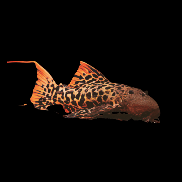 L273 Red Titanic Cactus Pleco Pseudacanthicus Sp - Real Aquatics