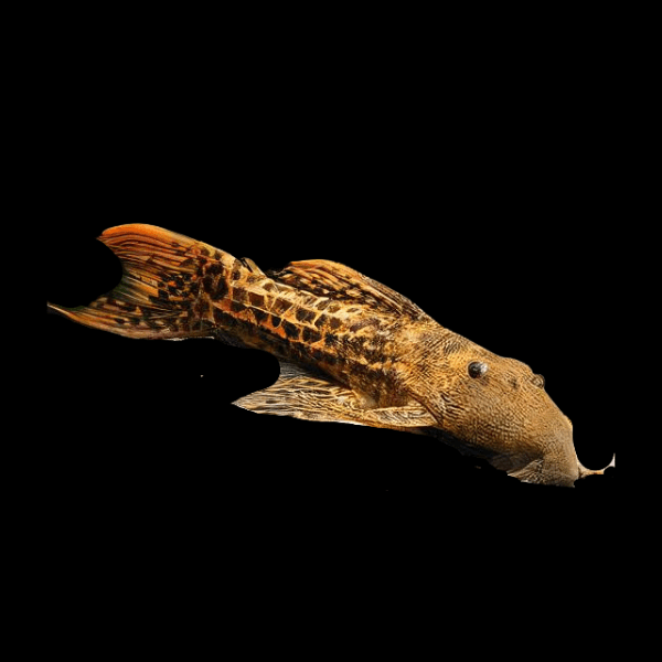 L273 Yellow Titanic Cactus Pleco Pseudacanthicus Sp - Real Aquatics