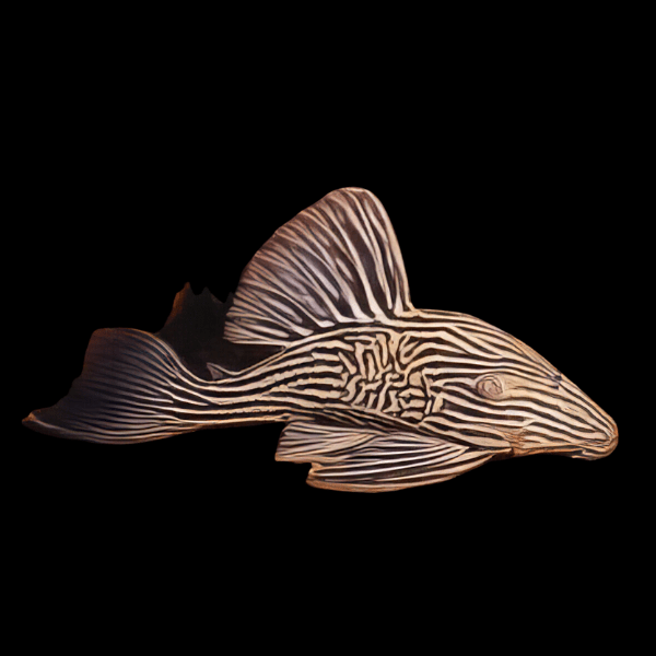 L27c Thunder Longnose Royal Pleco Panaque Ambrusteri Xingu - Real Aquatics