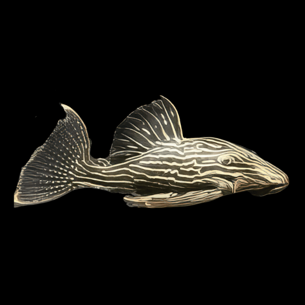 L27d Wood Grain Royal Pleco Panaque Ambrusteri Jamanxim - Real Aquatics