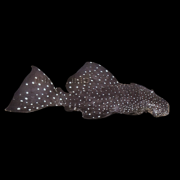 L29 Vampire Pleco Leporacanthicus Galaxias - Real Aquatics