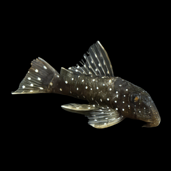 L30 Peppermint Pleco Spectracanthicus Punctatissimus 6cm - Real Aquatics