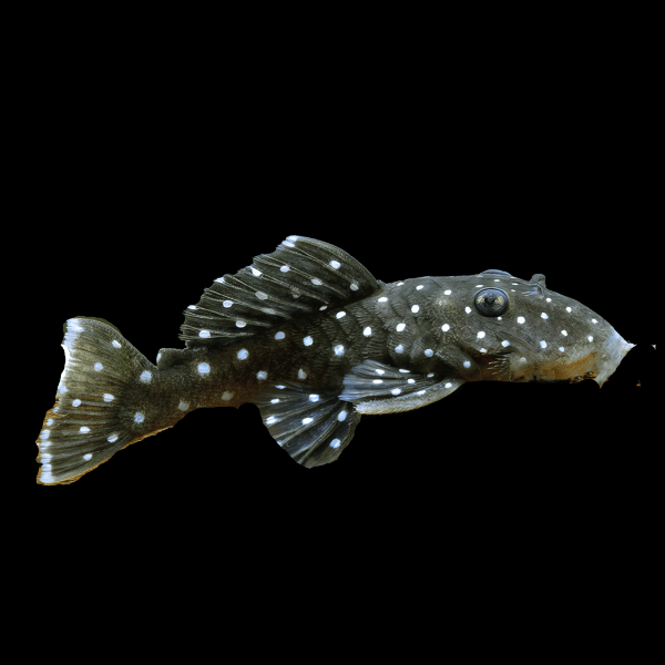 L31 Peppermint Pleco Parancistrus Nudiventris Xingu 6cm - Real Aquatics