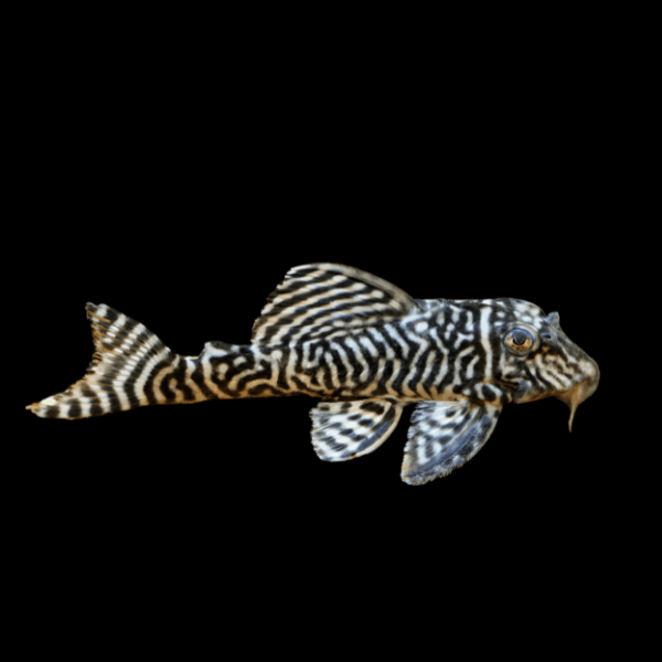 L333 King Tiger Pleco Hypancistrus SP - Real Aquatics