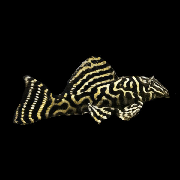 L340 Mega Clown Pleco Hypancistrus Sp 6cm - Real Aquatics