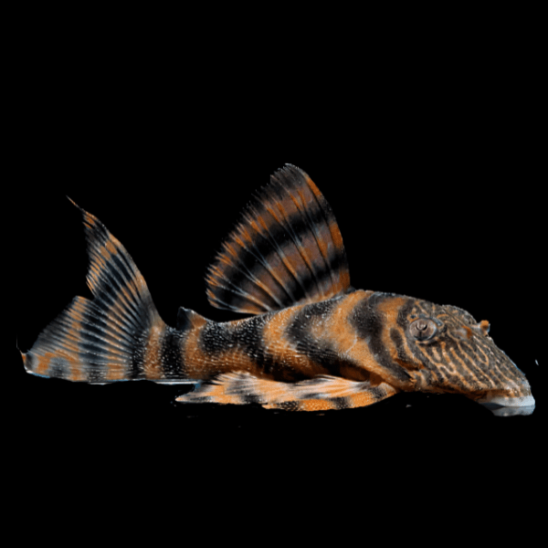 L397 Super Red Alenquer Tiger Pleco Panaqolus SP 4cm - Real Aquatics