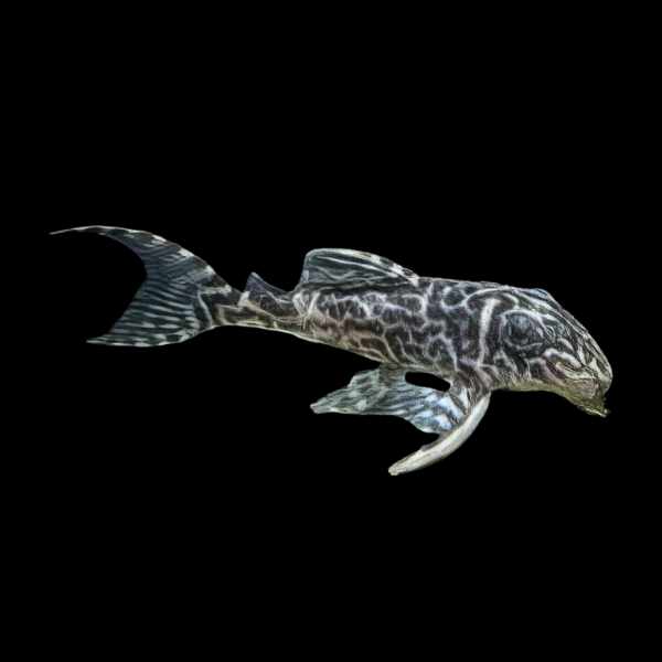 L400 Bello Monte Pleco Hypancistrus Sp - Real Aquatics