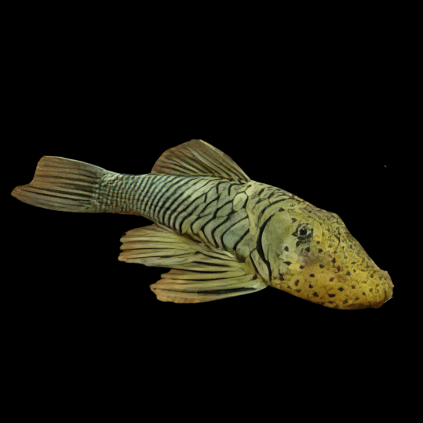 L444 Bulldog Rubber Mouth Pleco Chaetostoma Formosae 5cm - Real Aquatics