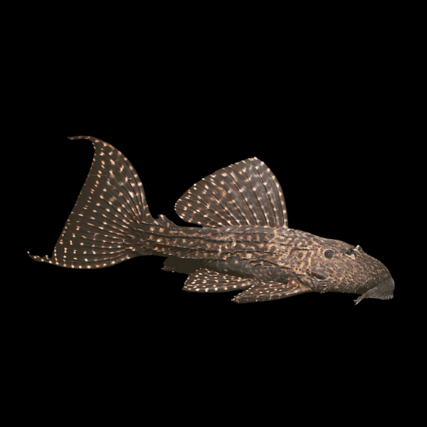 L452 Mustang White Spotted Cactus Pleco Pseudacanthicus Sp - Real Aquatics
