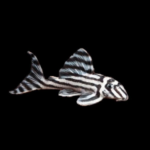 L46 Zebra Pleco Hypancistrus Zebra - Real Aquatics