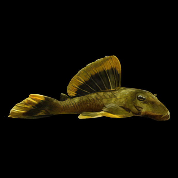 L47 Magnum Orange Mango Pleco Baryancistrus Chrysolomus - Real Aquatics