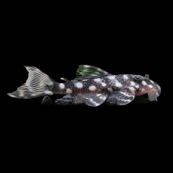 L471 White Spotted Dwarf Mini Snowball Pleco Hypancistrus Sp 5cm - Real Aquatics