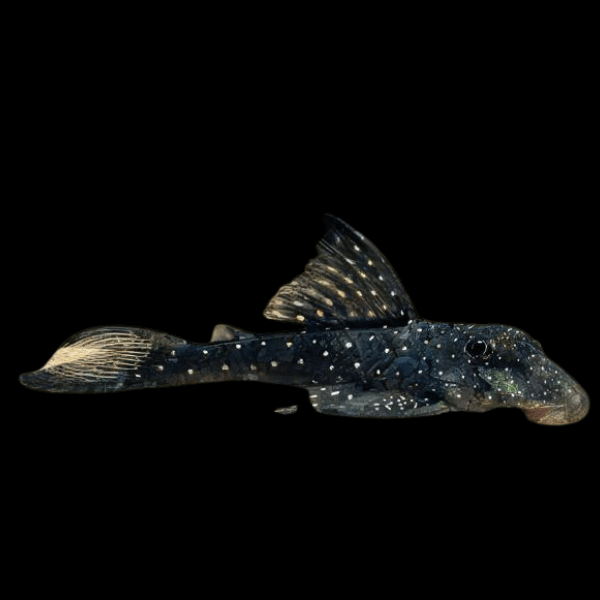 L476 Black Phantom Pleco Hemiancistrus sp 5cm - Real Aquatics