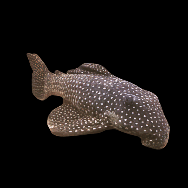 L48 Golden Cloud Pleco Scobiancistrus Pariolispos - Real Aquatics