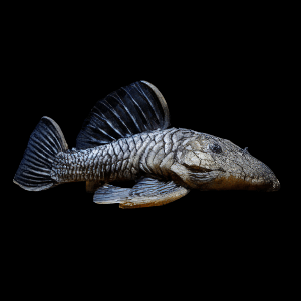 L56 Chubby Pleco Parancistrus Sp Aurantiacus 6cm - Real Aquatics