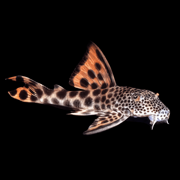 L75 Para Spotted Tail Pleco Hemiancistrus Sabaji - Real Aquatics