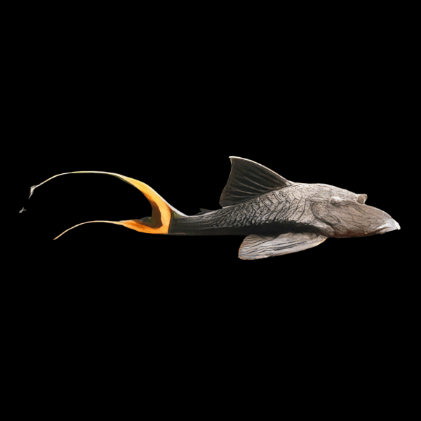 L90a Ojo Chico Papa Pleco Panaque Bathyphilus 10cm - Real Aquatics