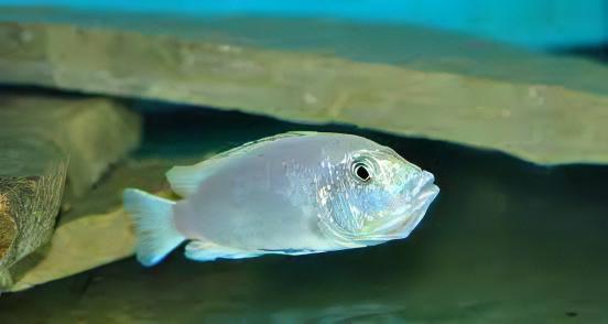 Labidochromis Blue/white Tanzanian Malawi African Cichlid Small 2 Inches - Real Aquatics