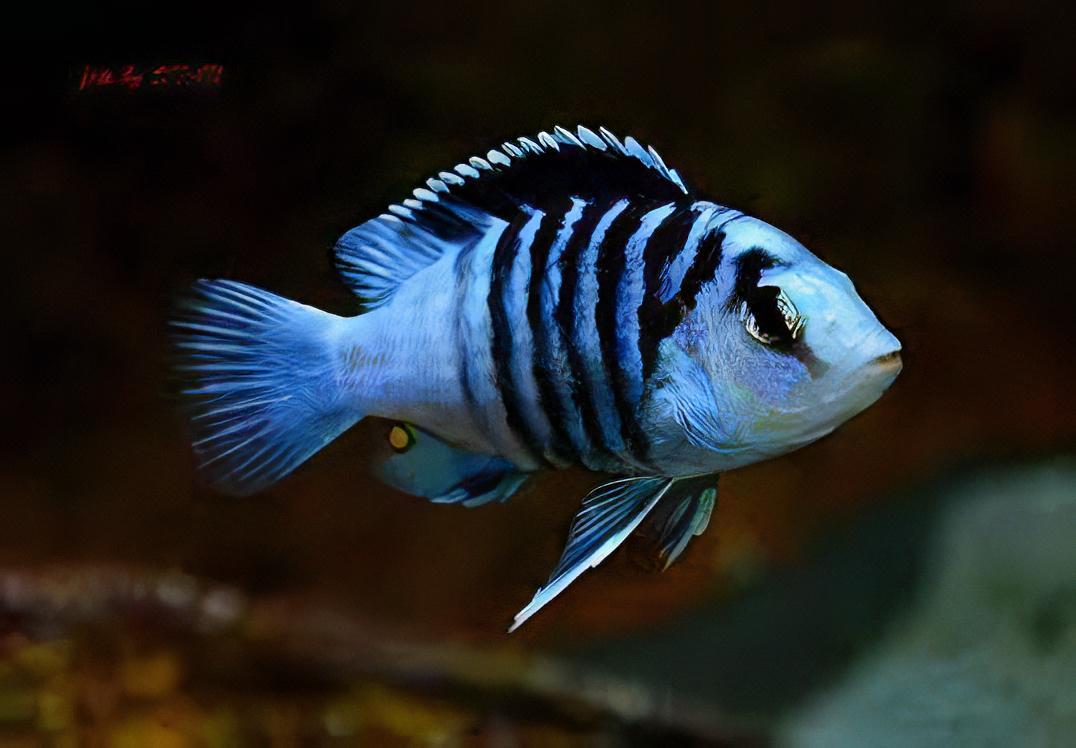 Labidochromis Chisumulae Malawi African Cichlid Small 2 Inches - Real Aquatics