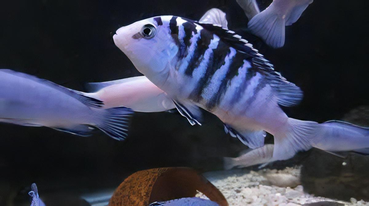 Labidochromis Chisumulae Malawi African Cichlid Small 2 Inches - Real Aquatics