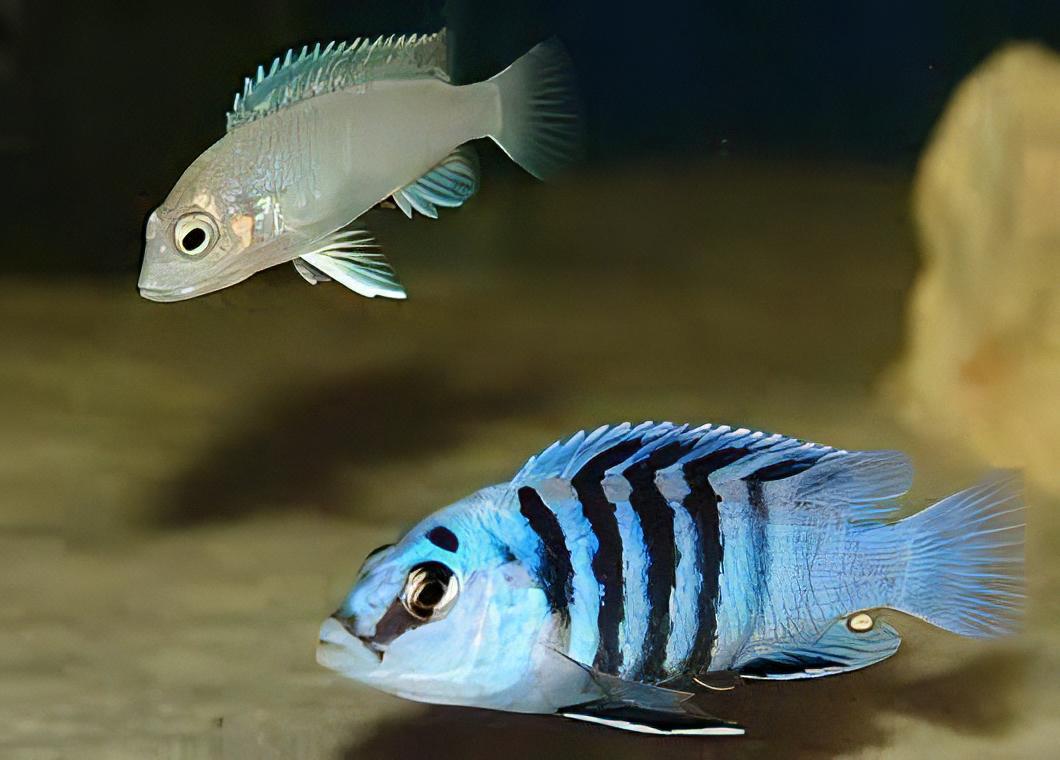 Labidochromis Chisumulae Malawi African Cichlid Small 2 Inches - Real Aquatics