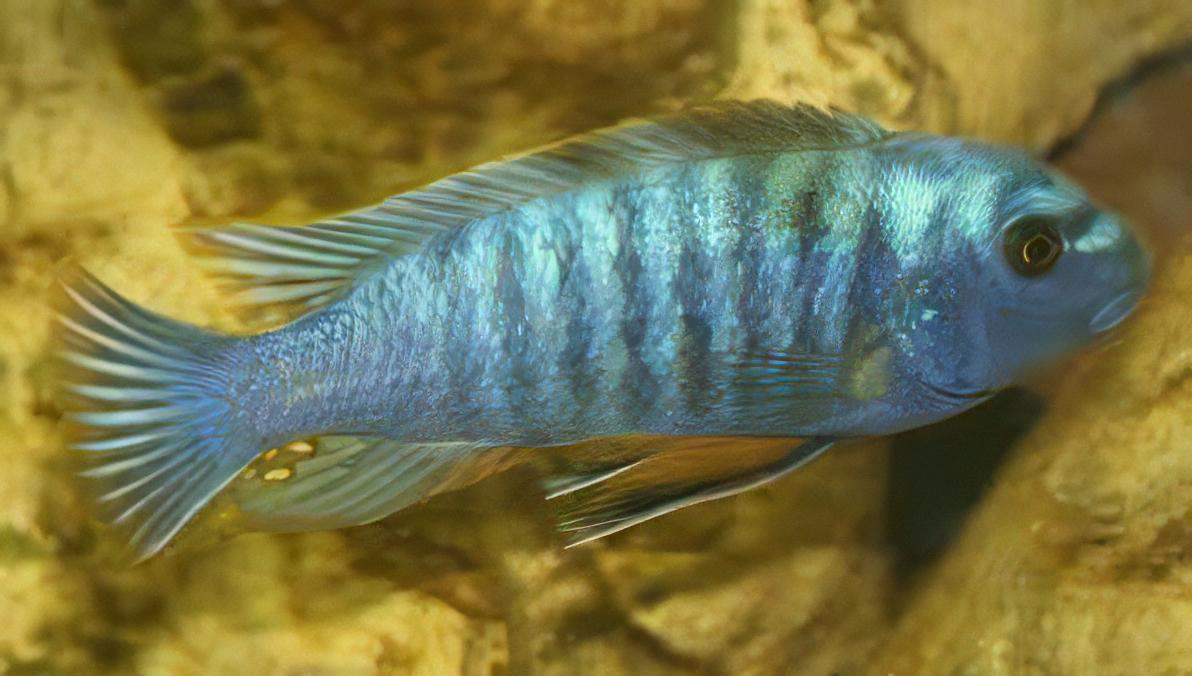 Labidochromis Fuelleborni Blue Malawi African Cichlid Small 2 Inches - Real Aquatics