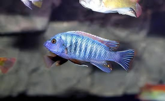 Labidochromis Fuelleborni Blue Malawi African Cichlid Small 2 Inches - Real Aquatics