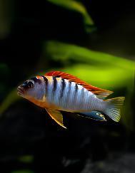 Labidochromis Hongi Red Top Malawi African Cichlid Small 2 Inches - Real Aquatics