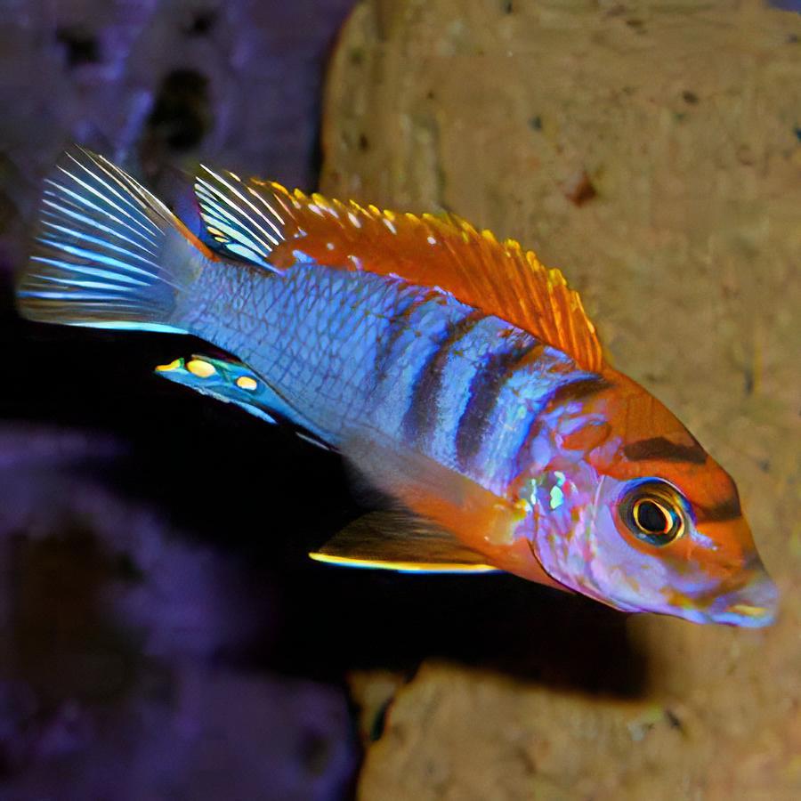 Labidochromis Hongi Sweden Malawi African Cichlid Small 2 Inches - Real Aquatics