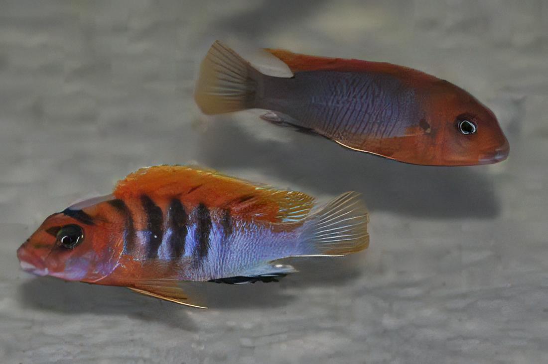 Labidochromis Hongi Sweden Malawi African Cichlid Small 2 Inches - Real Aquatics