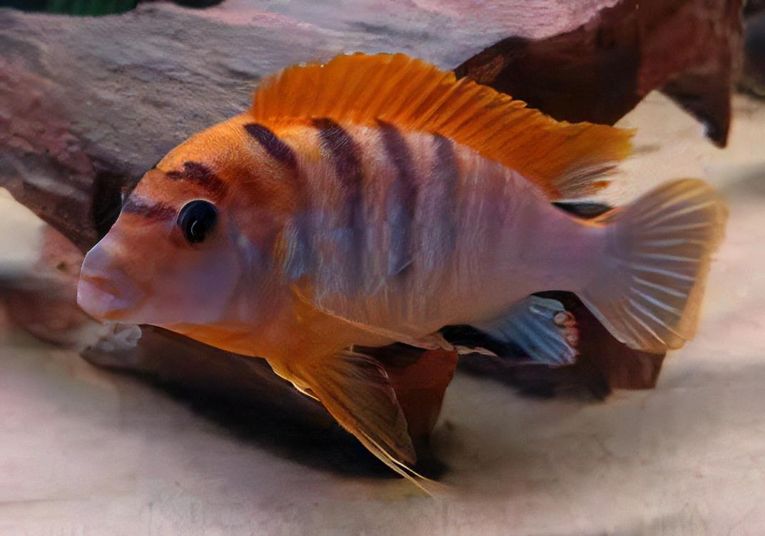 Labidochromis Hongi Sweden Malawi African Cichlid Small 2 Inches - Real Aquatics