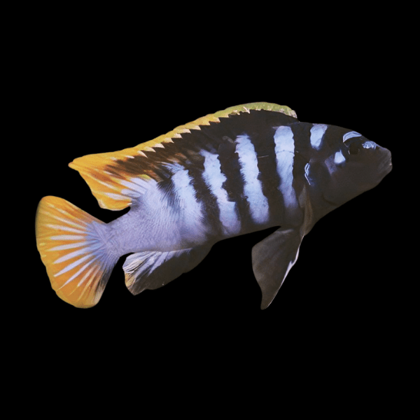 Labidochromis Mbamba Yellow Fin Malawi African Cichlid Small 2 Inches - Real Aquatics