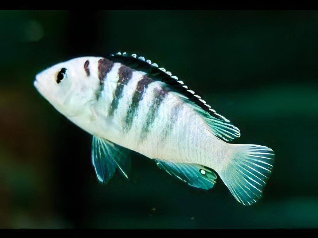 Labidochromis Nkali Malawi African Cichlid Small 2 Inches - Real Aquatics