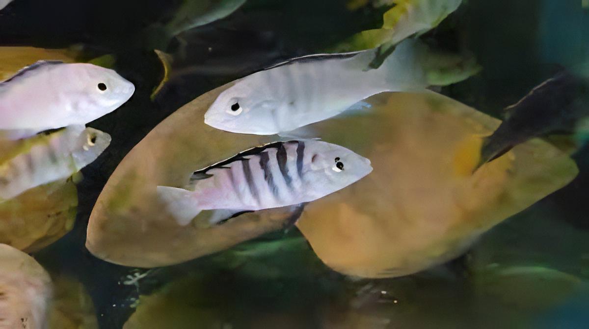 Labidochromis Nkali Malawi African Cichlid Small 2 Inches - Real Aquatics