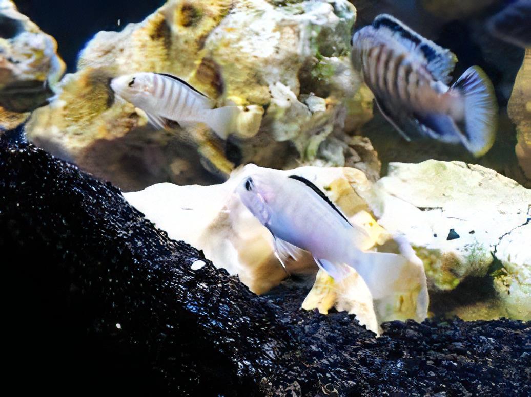 Assorted Labidochromis Lake Malawi 2 Inches - Real Aquatics