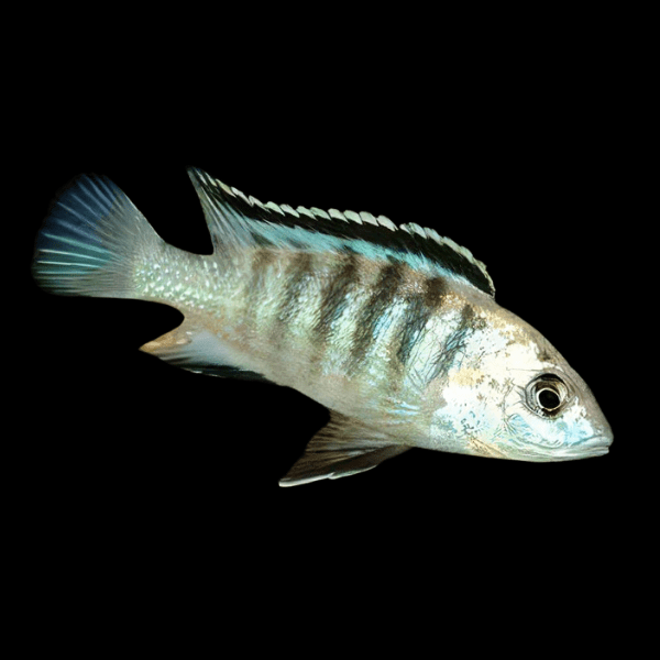 Labidochromis Nkali Malawi African Cichlid Small 2 Inches - Real Aquatics