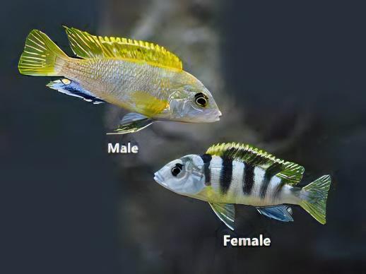 Labidochromis Pearlmutt Malawi African Cichlid Small 2 Inches - Real Aquatics