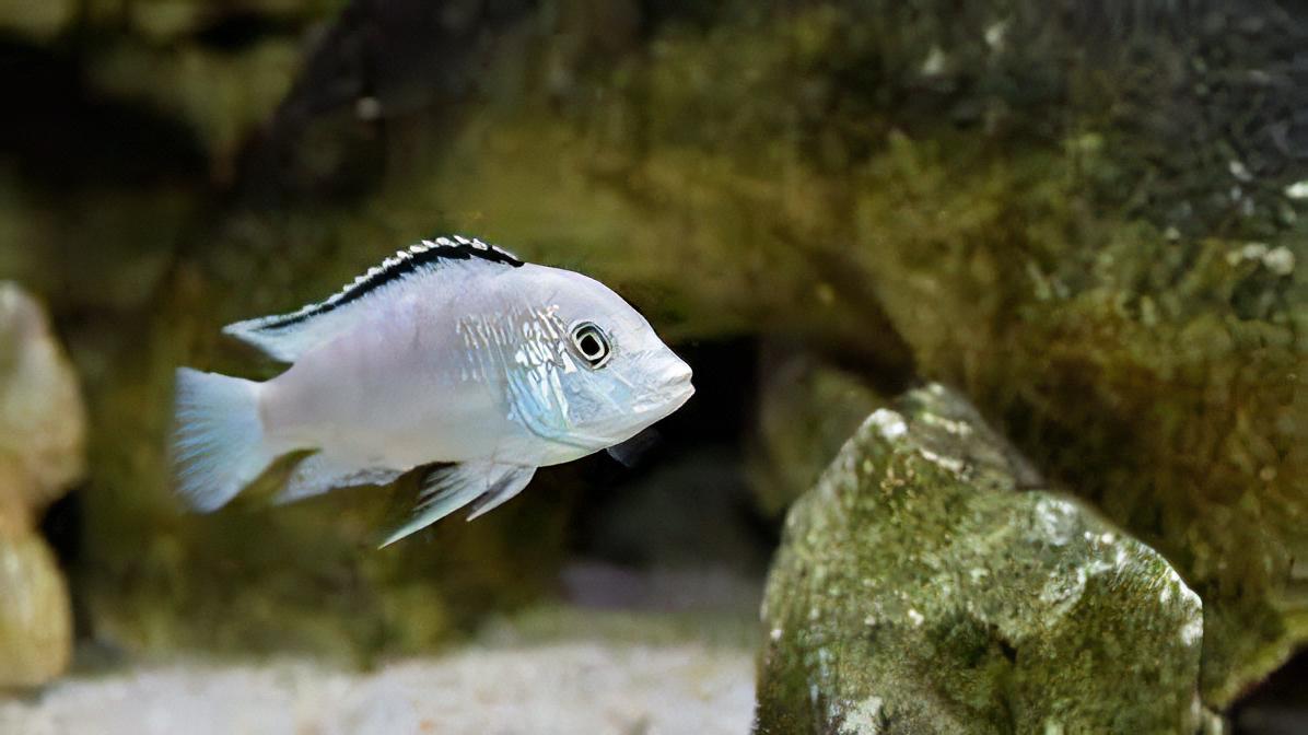 Labidochromis White Tanzanian Malawi African Cichlid Small 2 Inches - Real Aquatics