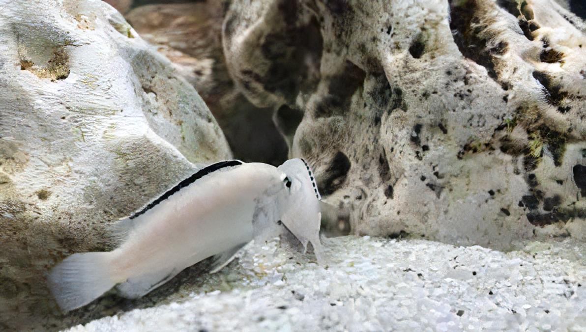 Labidochromis White Tanzanian Malawi African Cichlid Small 2 Inches - Real Aquatics