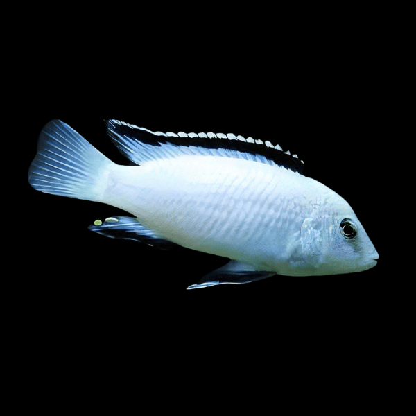 Labidochromis White Tanzanian Malawi African Cichlid Small 2 Inches - Real Aquatics