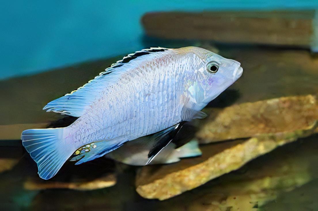 Labidochromis White Tanzanian Malawi African Cichlid Small 2 Inches - Real Aquatics