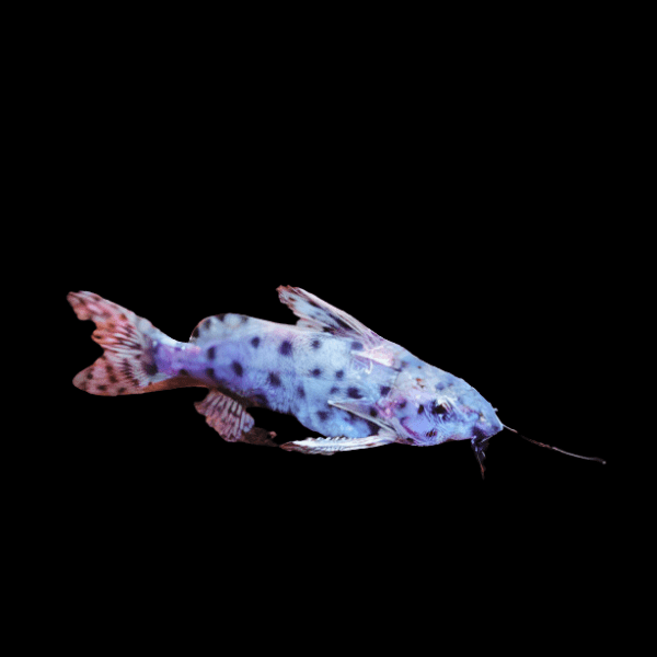 Lake Victoria Catfish Synodontis Victoriae 5cm - Real Aquatics