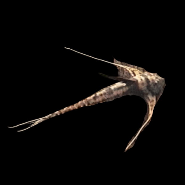 Sturgeon Kite Whiptail Catfish Lamontichthys Filamentosus 10cm - Real Aquatics