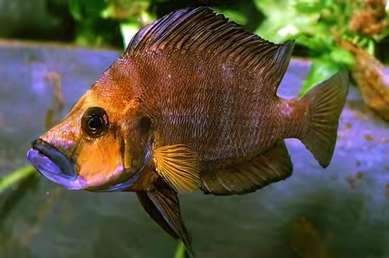 Lamprologus Compressiceps Gold Head African Cichlids 5cm - Real Aquatics