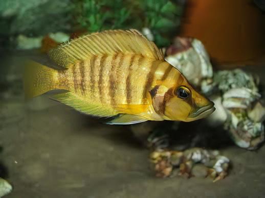 Lamprologus Compressiceps Gold Head African Cichlids 5cm - Real Aquatics