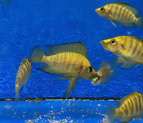 Lamprologus Compressiceps Gold Head African Cichlids 5cm - Real Aquatics