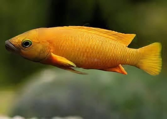 Lamprologus Leleupi Orange Tanganyikan African Cichlids 5cm - Real Aquatics
