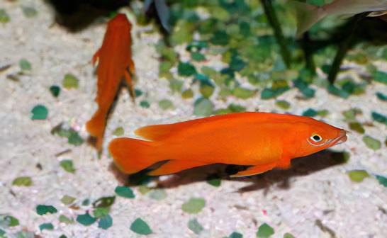 Lamprologus Leleupi Orange Tanganyikan African Cichlids 5cm - Real Aquatics