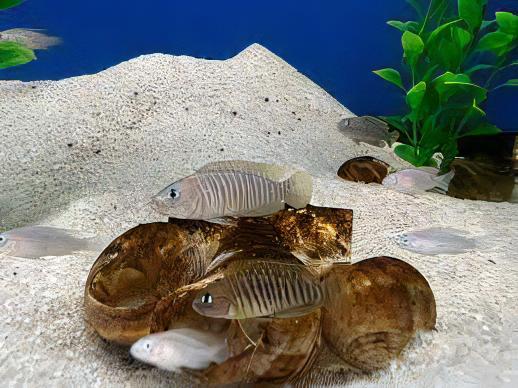 Lamprologus Multifasciatus Tanganyikan African Cichlids 5cm - Real Aquatics